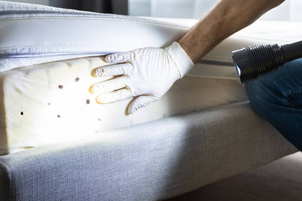 Best Flea Control Services  in Four Oaks, NC
