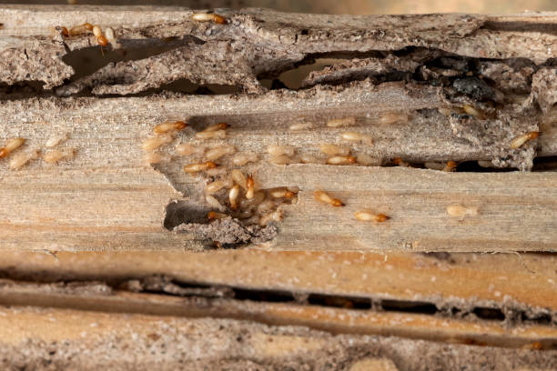  Four Oaks, NC Pest Control Pros