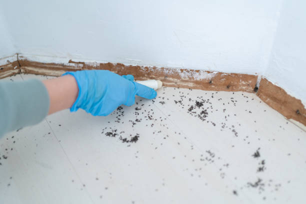 Best Cockroach Control Services  in Four Oaks, NC